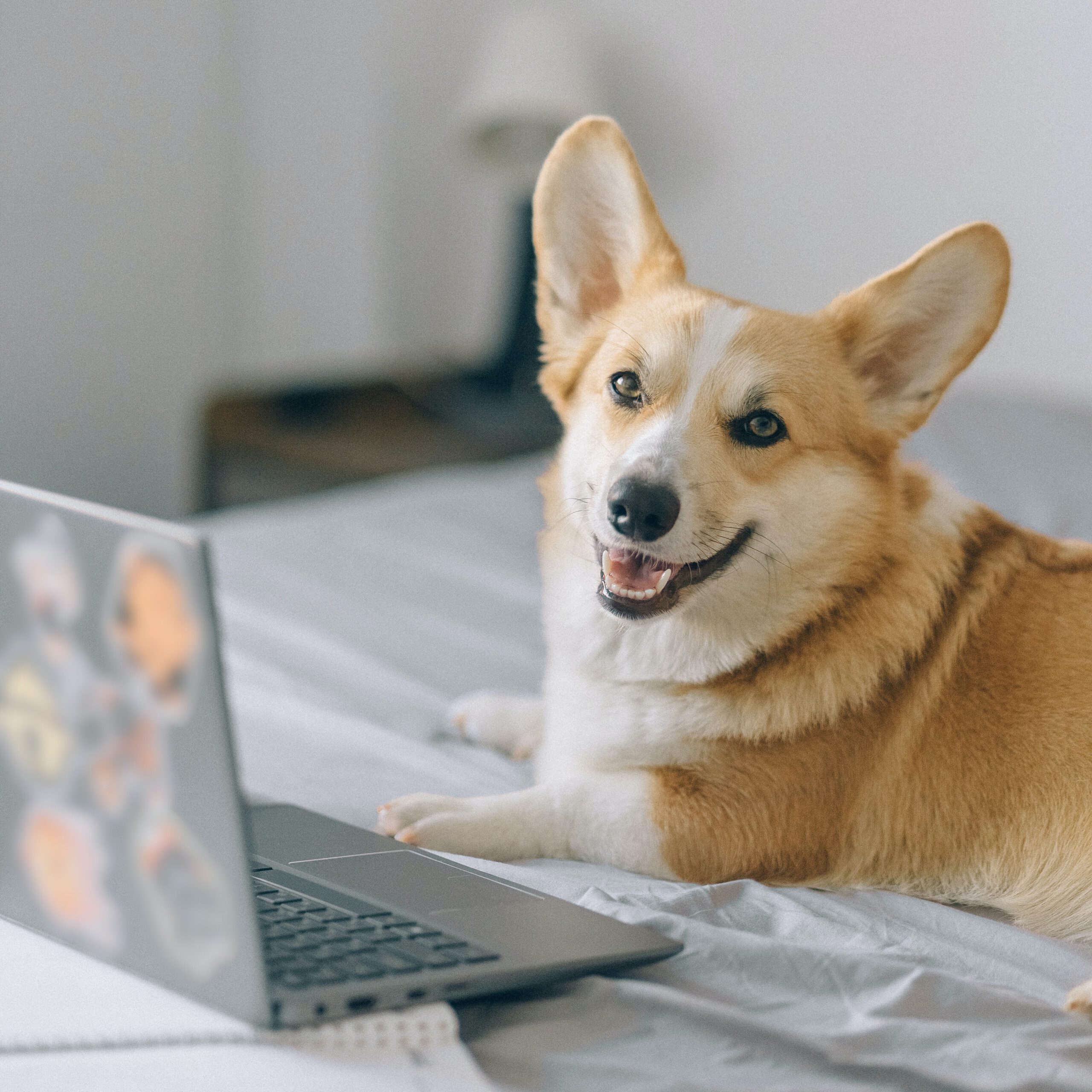 Happy dog in front of a laptop