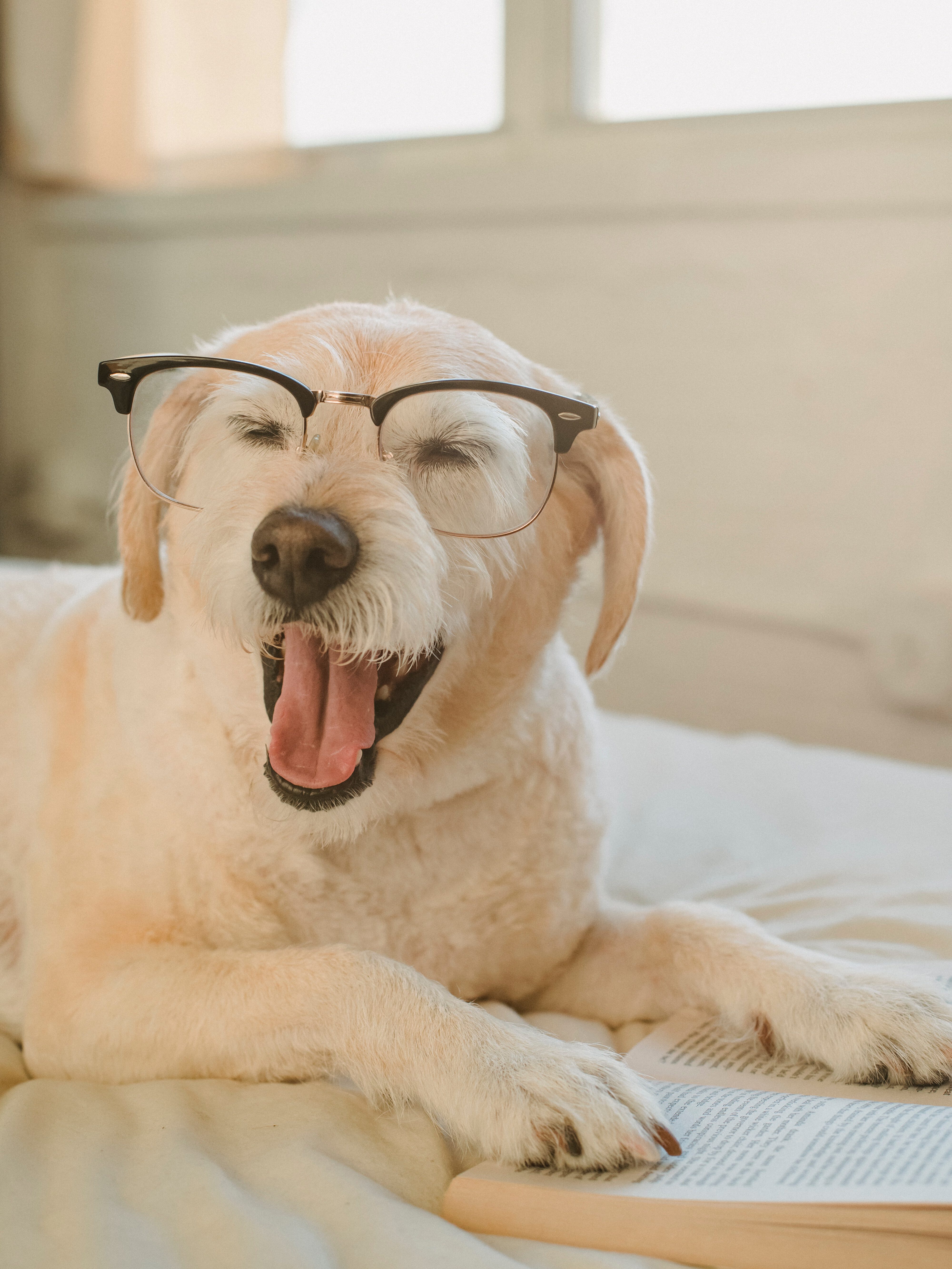 Happy dog with glasses, sitting in front of a book