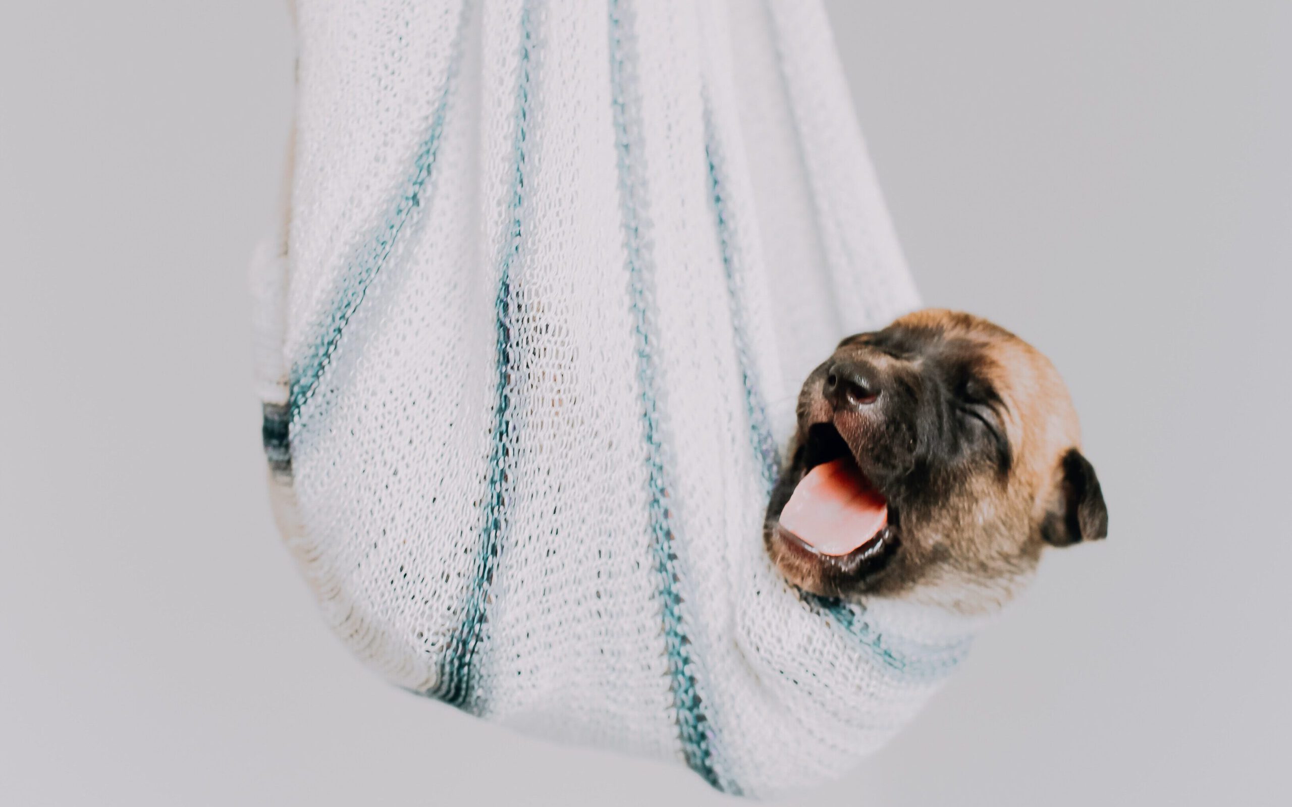 Sleeping puppy suspended in cloth