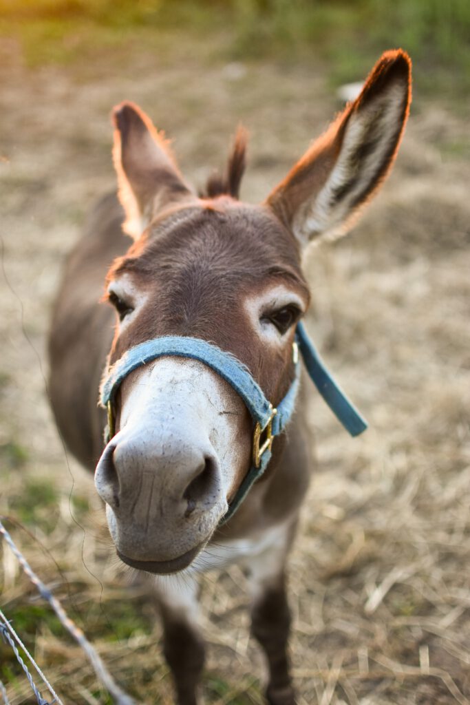 Picture of a donkey