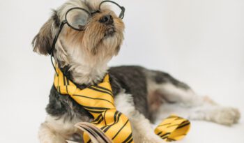Dog with glasses and Tie in front of a book