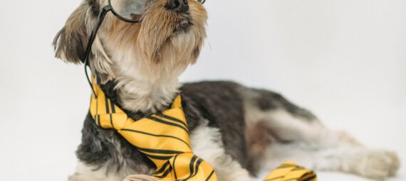 Dog with glasses and Tie in front of a book