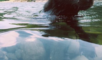 Swimming dog