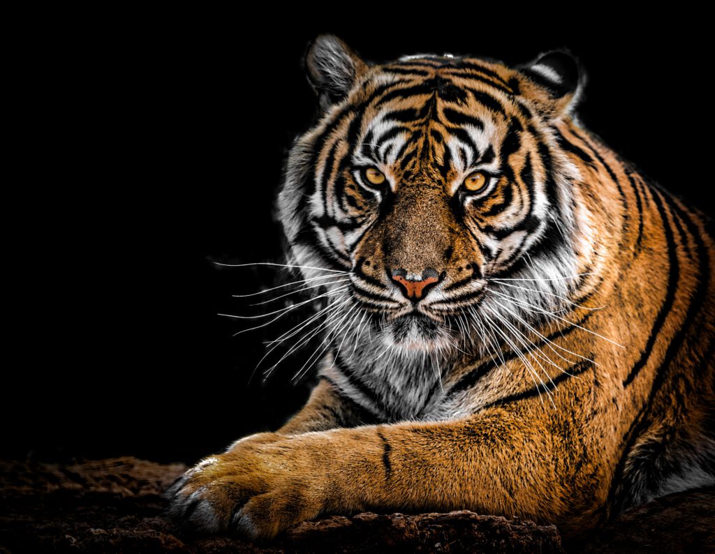 Picture of a Tiger